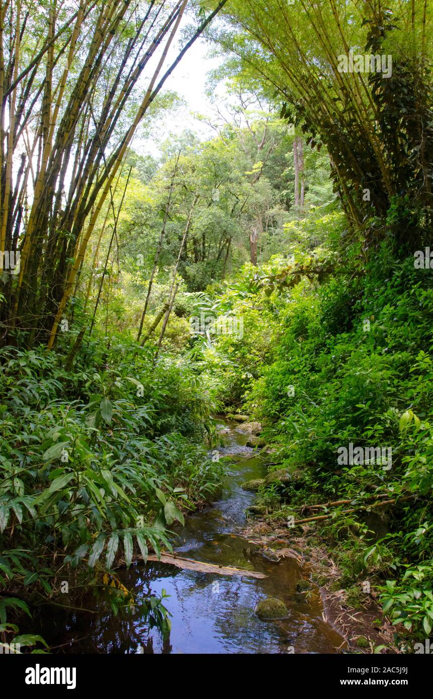 Una secuencia se ejecuta a través de la 'Akaka Falls State Park, enmarcado por el bambú y exuberantes plantas verdes, Honomu, Isla Grande. Foto de stock