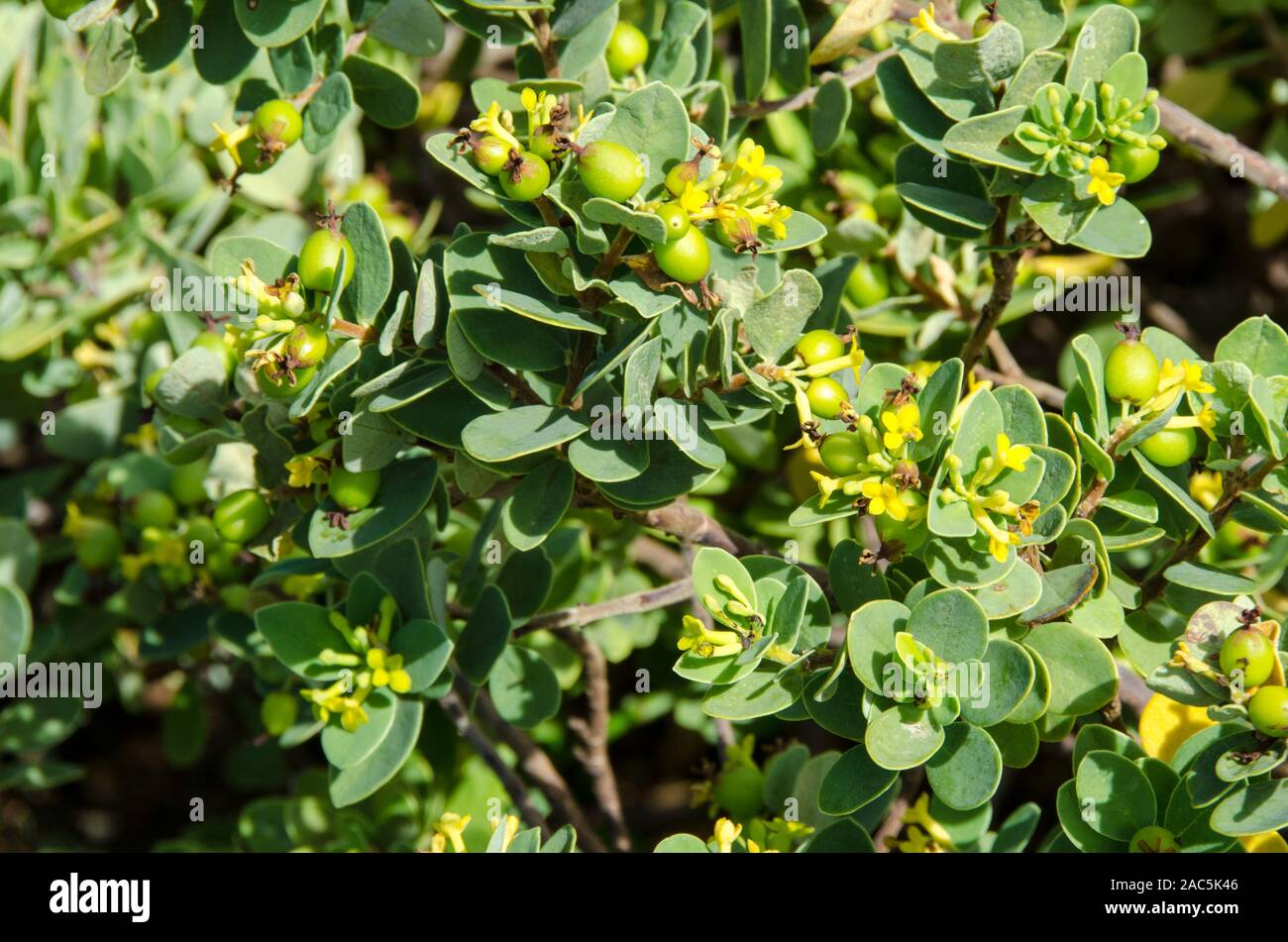 Los nativos de Hawai "akia planta es macho o hembra. Las plantas hembra, después de la floración, produce frutos redondos atractivos que son de color amarillo, naranja o Foto de stock