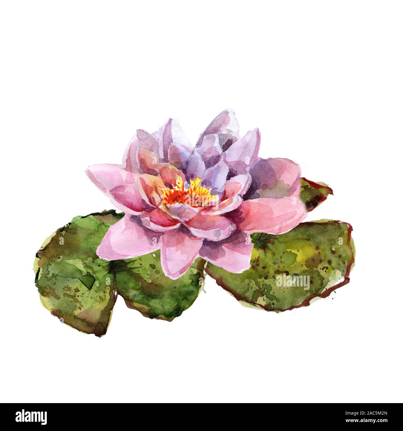 Dibujo de lirio de agua fotografías e imágenes de alta resolución - Alamy Dibujo de lirio de agua fotografías e imágenes de alta resolución - Alamy