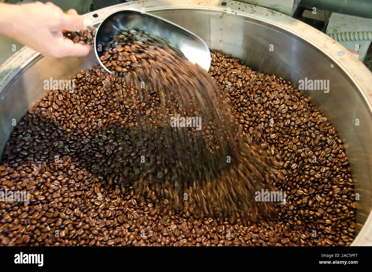 Propietario Kaleo girando más de café tostado en grano cuando se enfrían, Kaleo's Koffee, Pua'a Kea Farm, Pa'auilo, Isla Grande. Foto de stock