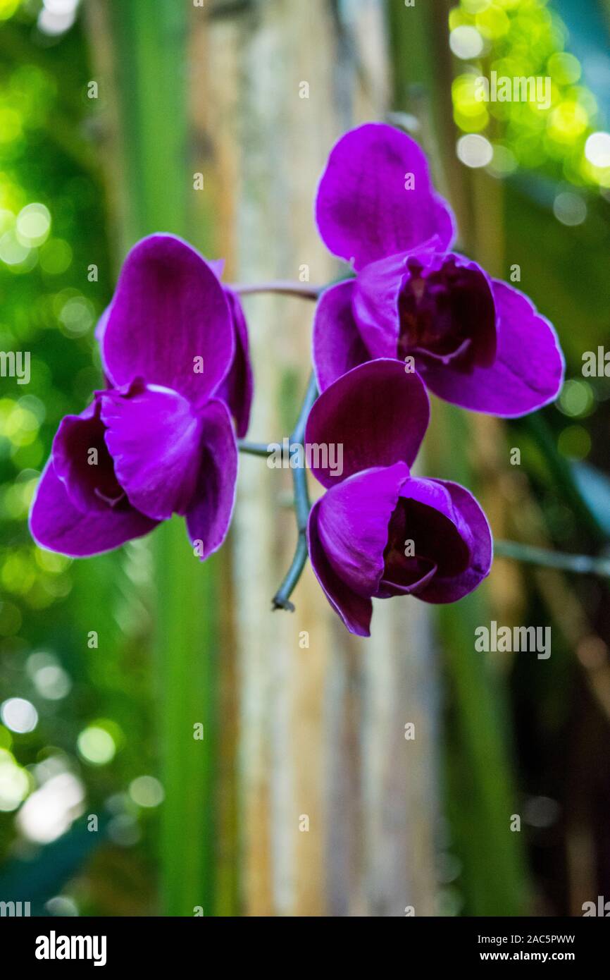 Un close-up de deep purple las orquídeas en el jardín botánico tropical de Hawaii, Papa'ikou, Isla Grande de Hawaiʻi. Foto de stock
