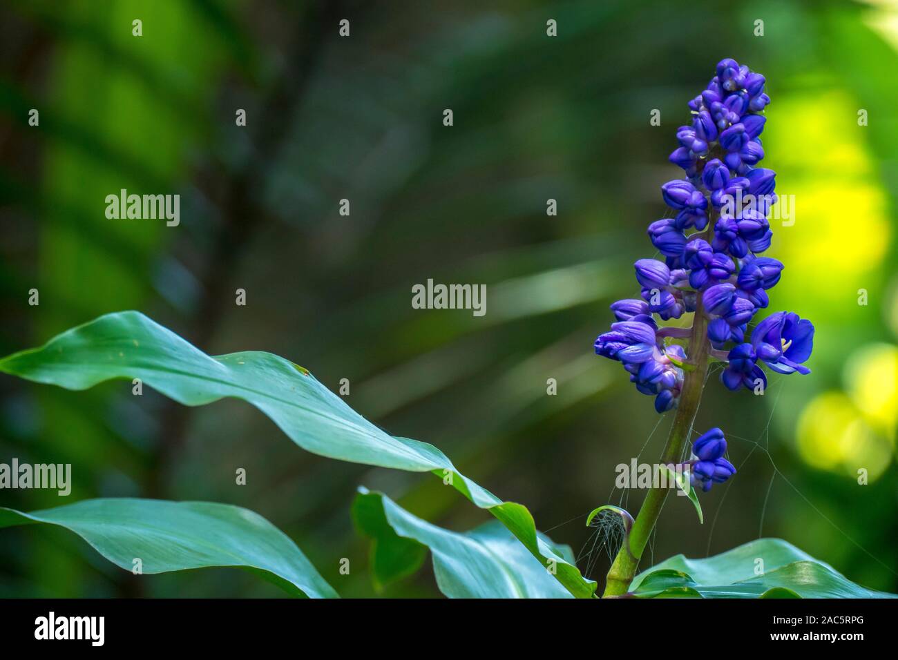 Flores púrpura en flor en el jardín botánico tropical en Hawai cerca de Bahía Onomea en Papa'ikou cerca de hilo, la Isla Grande de Hawai'i. Foto de stock
