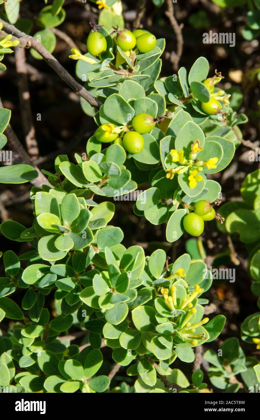Los nativos de Hawai "akia planta es macho o hembra. Las plantas hembra, después de la floración, produce frutos redondos atractivos que son de color amarillo, naranja o r Foto de stock
