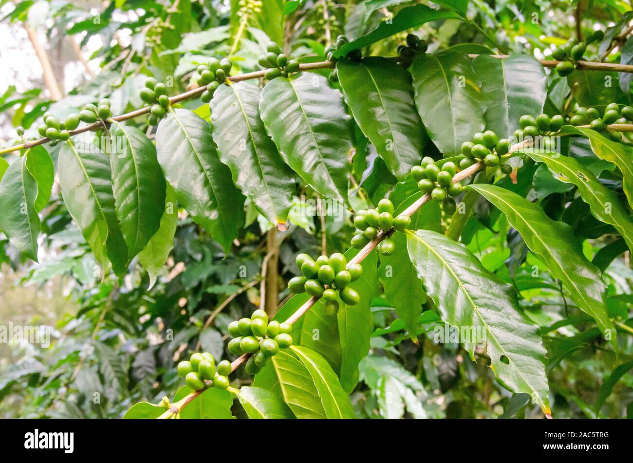 Las cerezas de café verde en la huerta Koffee Kaleo en Pa'auilo makua en la Isla Grande. Foto de stock