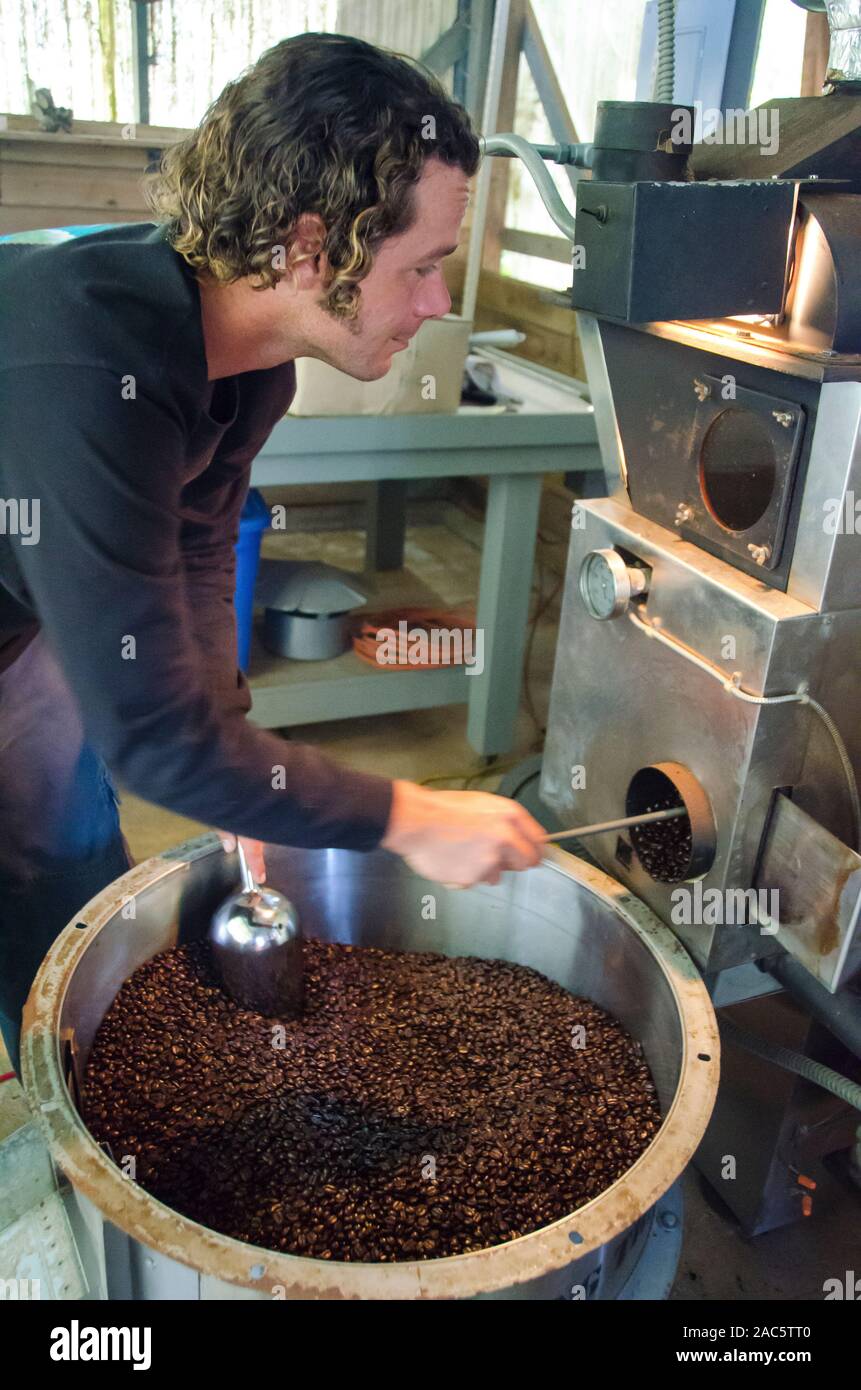 Propietario de negocio Kaleo vaciando tostadoras de café tostado en grano, de Kaleo Hamakua Koffee, área, Isla Grande. Foto de stock