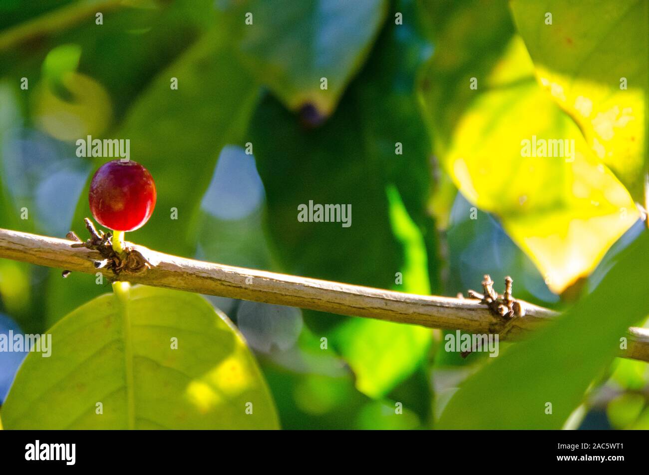 Close-up de un color rojo cereza de café en los árboles del huerto Koffee Kaleo en Pa'auilo makua en la Isla Grande. Foto de stock