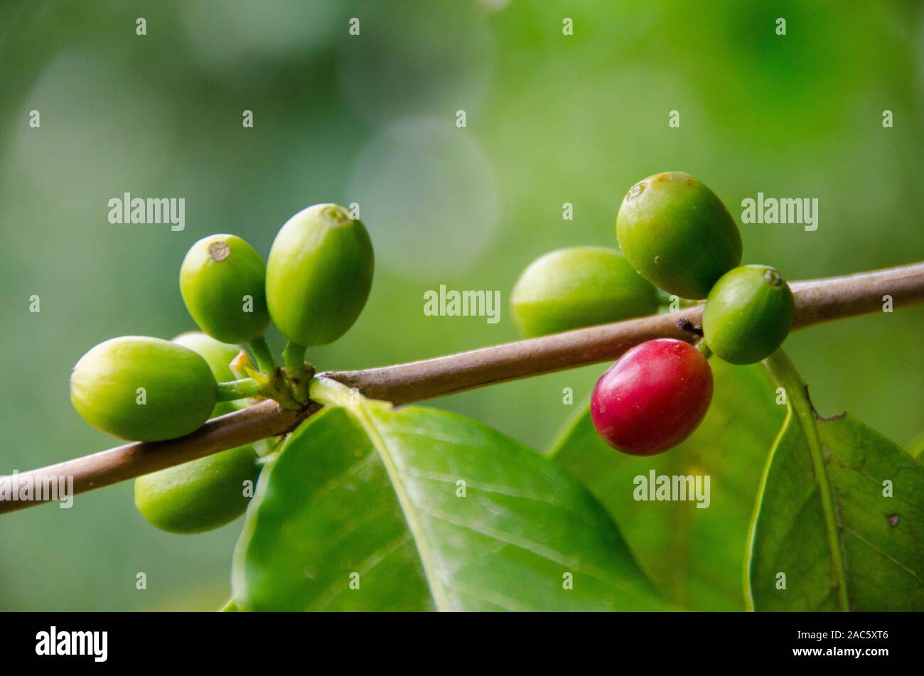 Las cerezas de café verde y rojo en el árbol del huerto Koffee Kaleo en Pa'auilo makua en la Isla Grande. Foto de stock