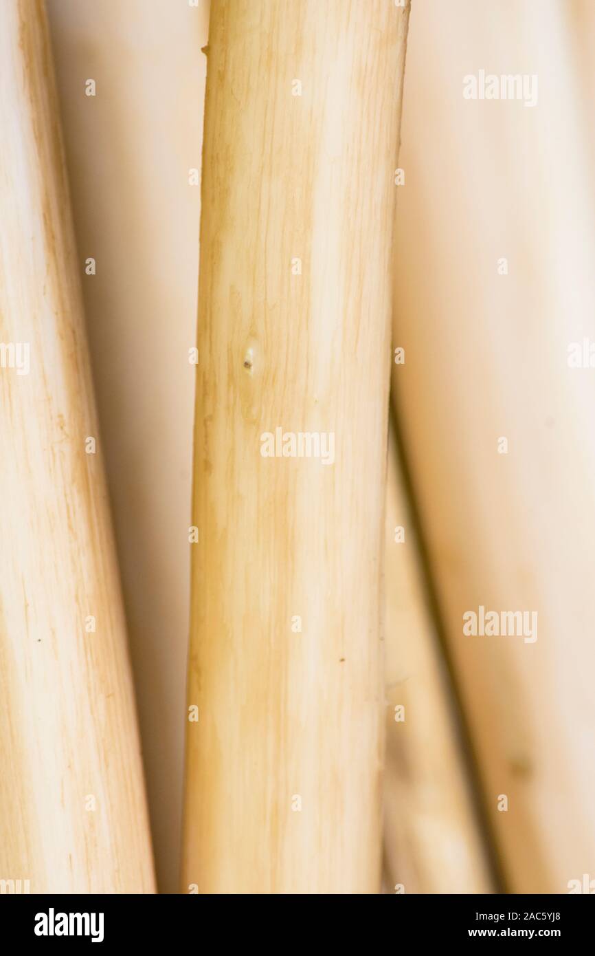 Kapa haciendo en la Isla Grande: Tallos de wauke (papel morera) después de la corteza ha sido removida. Foto de stock