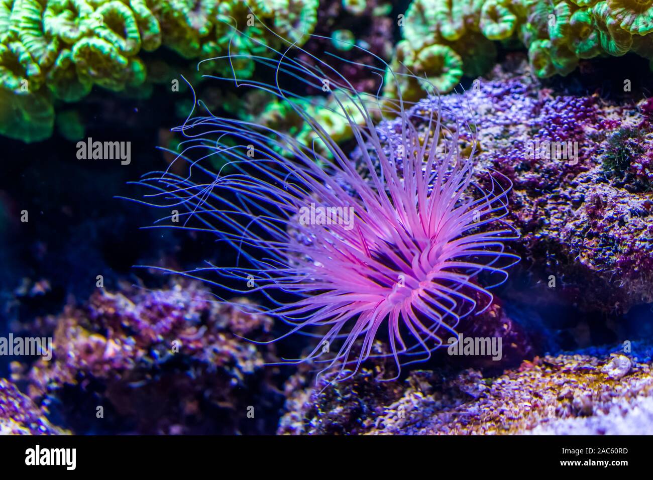 Tubo de flor anémona de mar en primer plano, morado y rosa colores de neón, especie animal tropical del Indo-océano pacífico Foto de stock