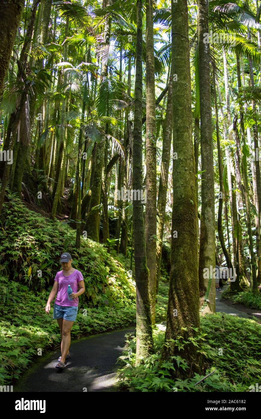 Una mujer toma un camino pacífico a través de altas palmeras y helechos en el jardín botánico tropical de Hawaii, Papa'ikou, la Isla Grande de Hawai'i. Foto de stock