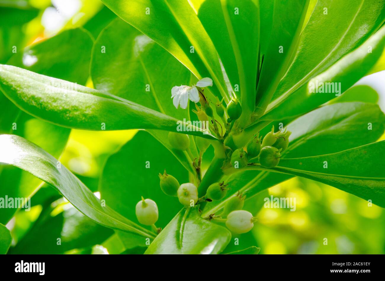 Naupaka kahakai es mitad flor encontrada cerca de la playa, que en la leyenda hawaiana representa la separación de dos amantes. Otra especie de la misma planta Foto de stock