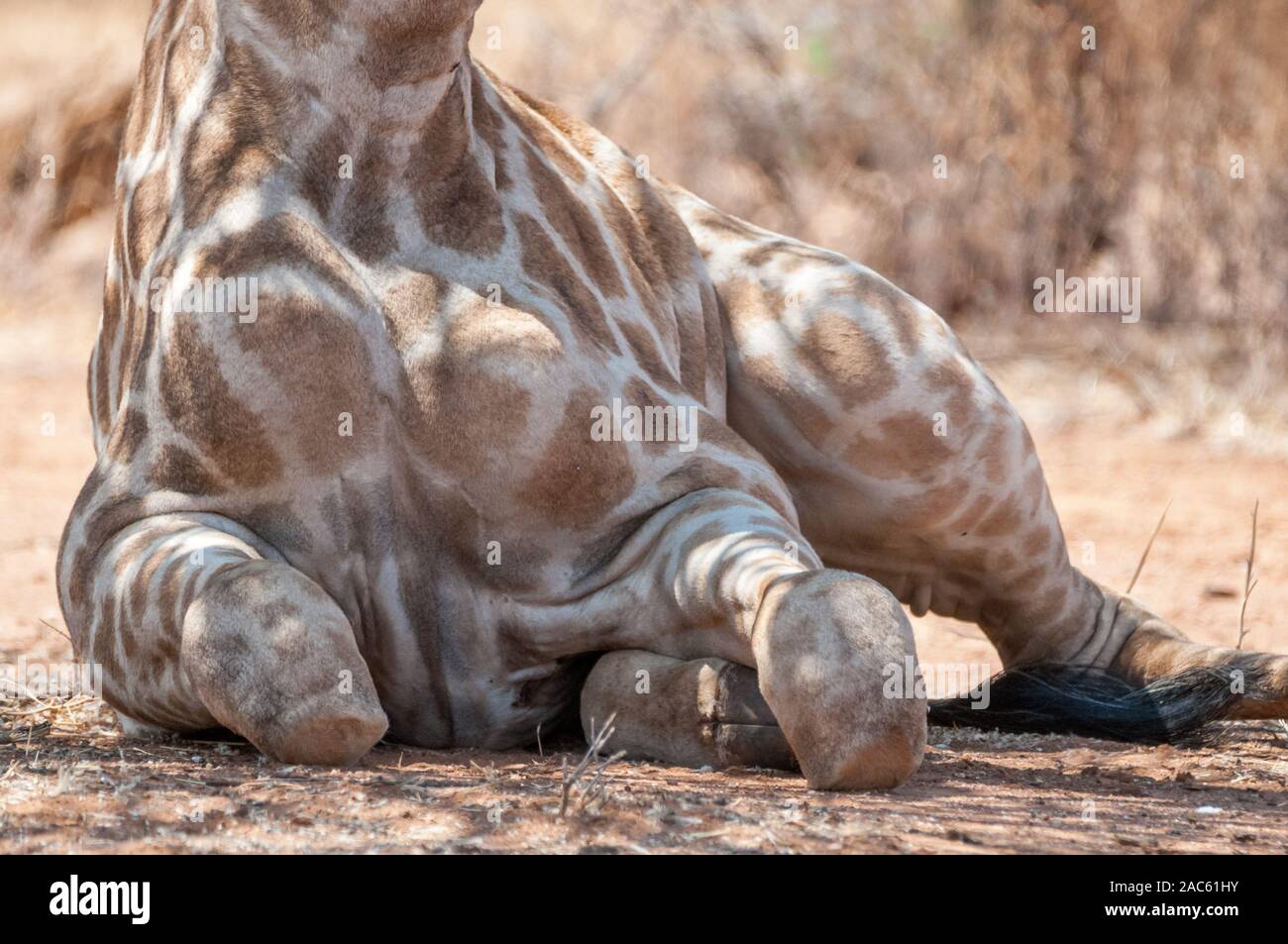 Tres Cuernos, jirafas, Giraffa camelopardalis, tumbado en el suelo, Namibia Foto de stock