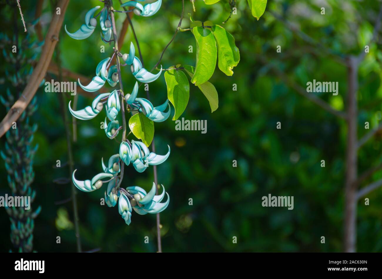 Una planta de jade en la Isla Grande. Foto de stock