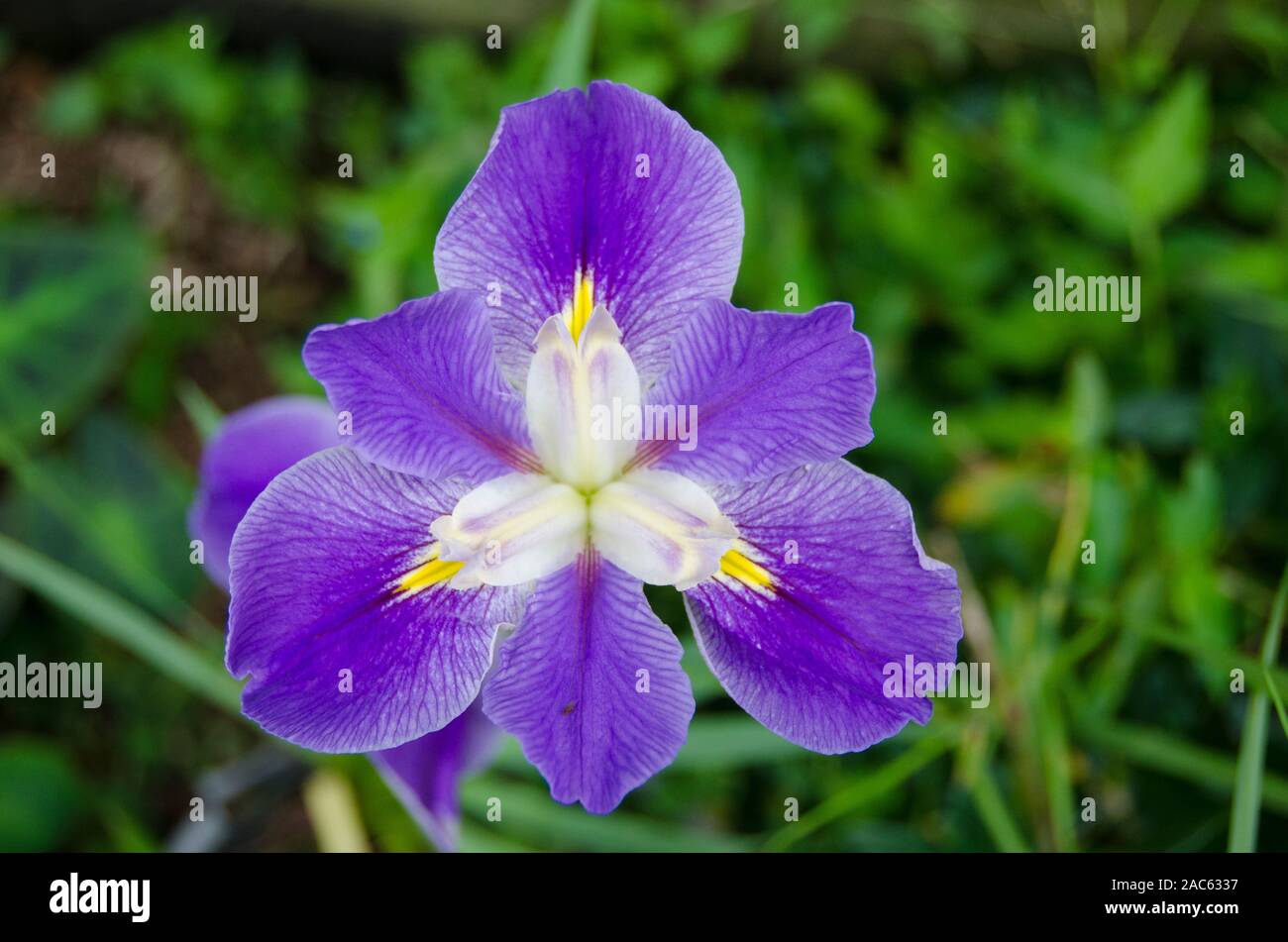Una vista cercana de un púrpura Iris en plena floración en la Isla Grande. Foto de stock