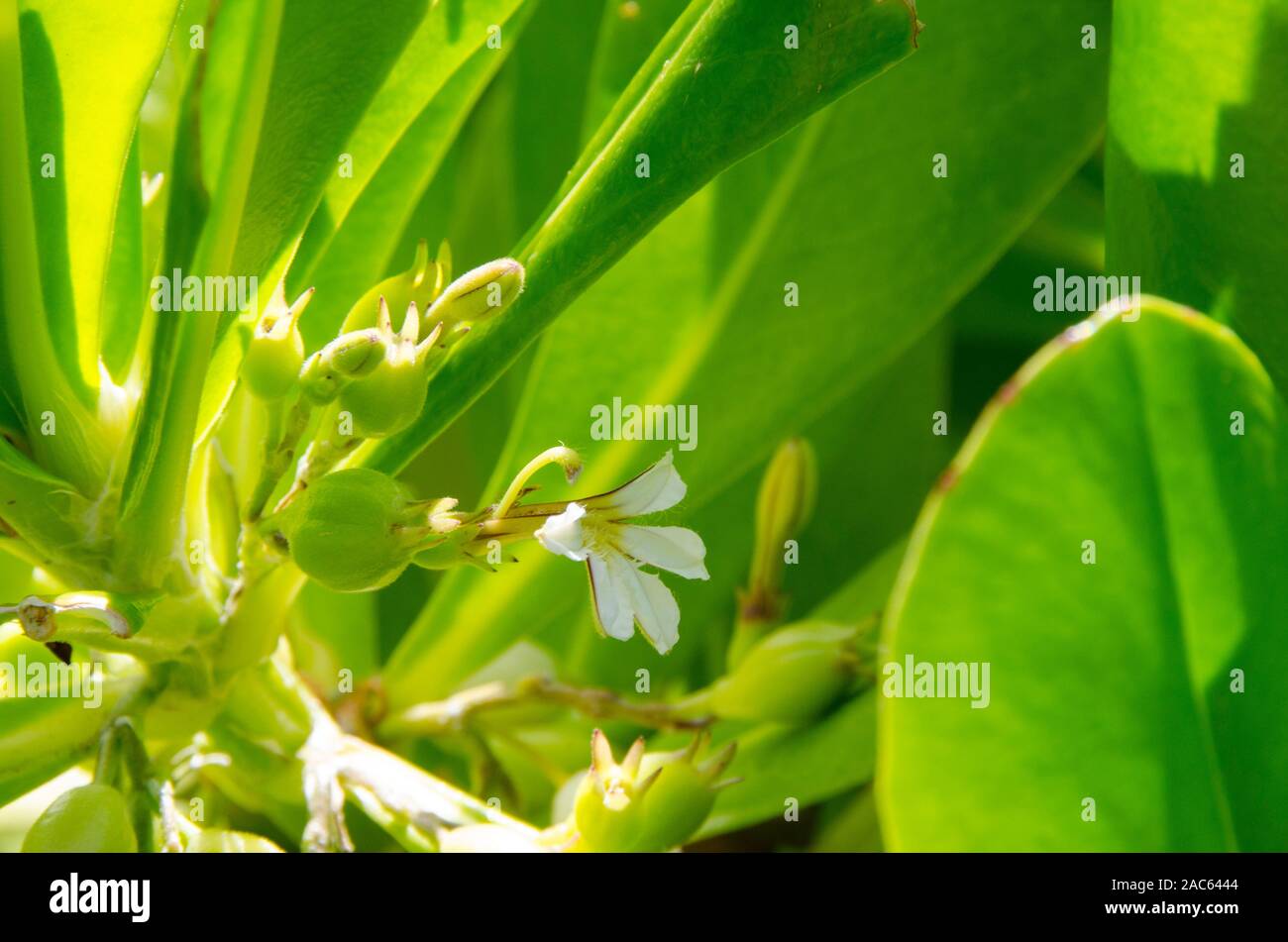 Naupaka kahakai es mitad flor encontrada cerca de la playa, que en la leyenda hawaiana representa la separación de dos amantes. Otra especie de la misma planta Foto de stock
