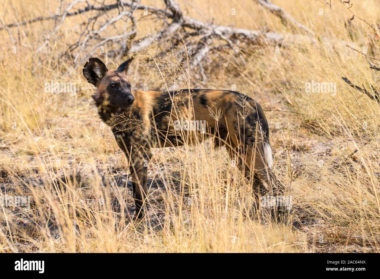 Perro salvaje africano, Lycaon pictus, Macatoo, Okavanago Delta, Botswana. También conocido como lobo pintado. Foto de stock