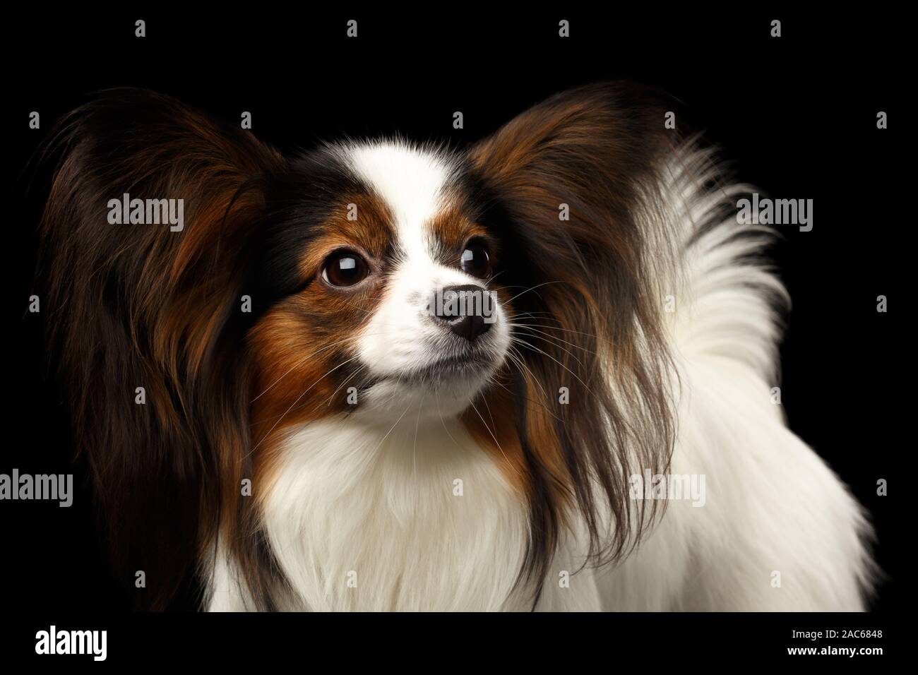 Perro Papillon Blanco Y Negro Fotos E Imagenes De Stock Alamy
