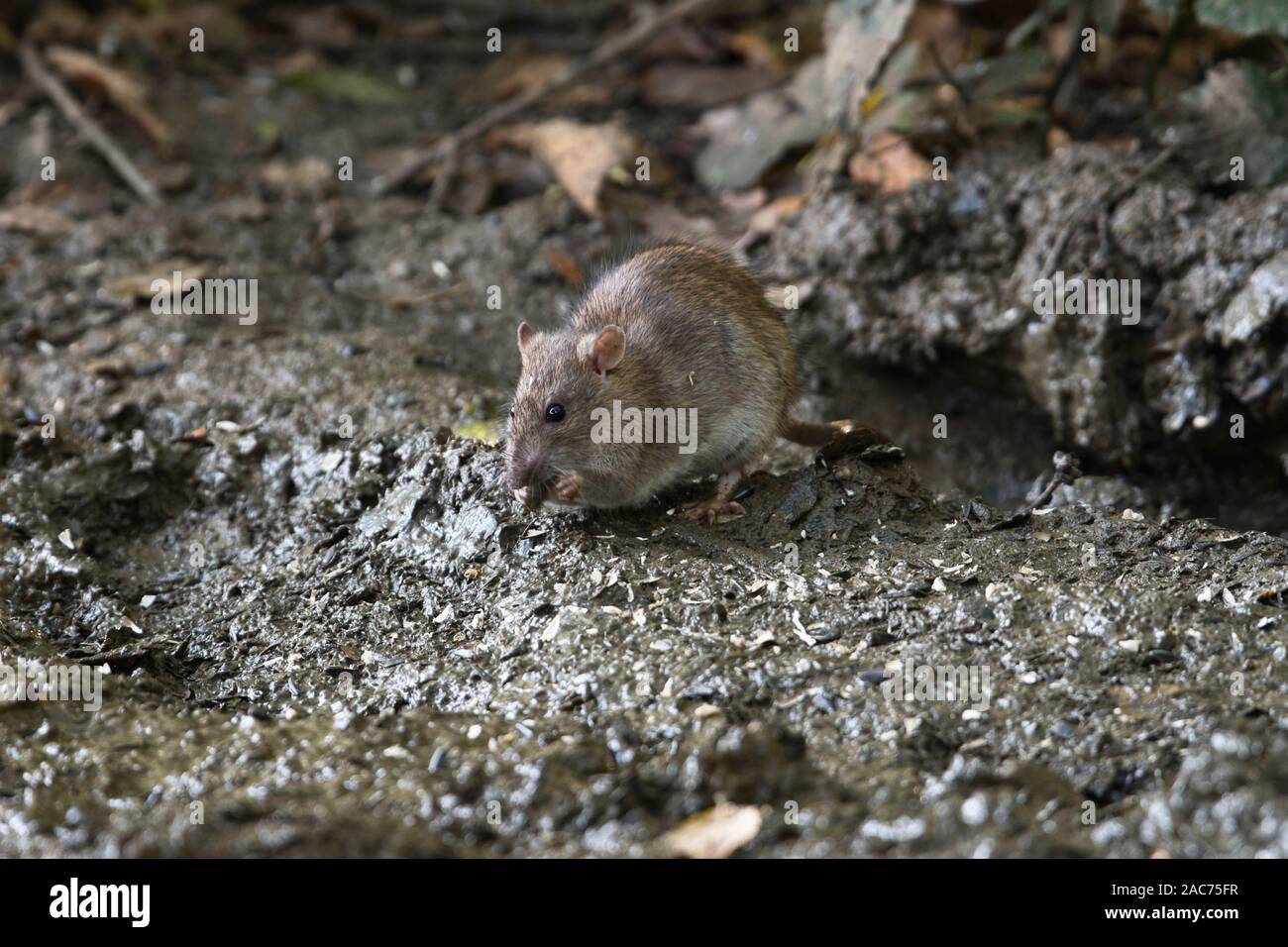 Común o rata marrón (Rattus norvegicus),