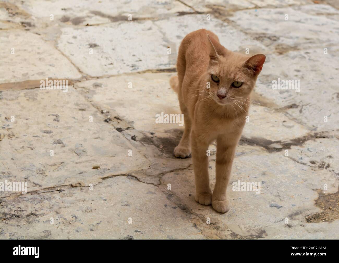 Los gatos callejeros de Malta - Jengibre gato atigrado situándose en Cospicua street y mirando hacia el lado. Foto de stock