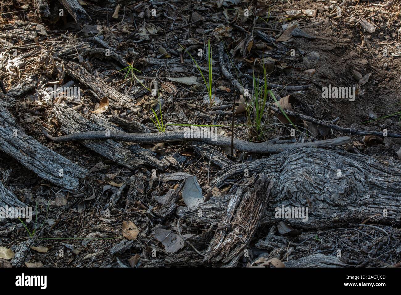 Nuevo México Ridge nariz de serpiente de cascabel (Crotalus willardi obscurus) de Sonora, México. Foto de stock
