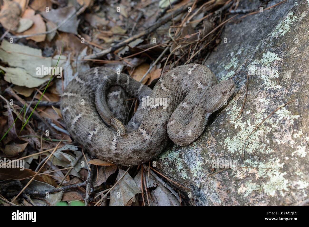 Nuevo México Ridge nariz de serpiente de cascabel (Crotalus willardi obscurus) de Sonora, México. Foto de stock