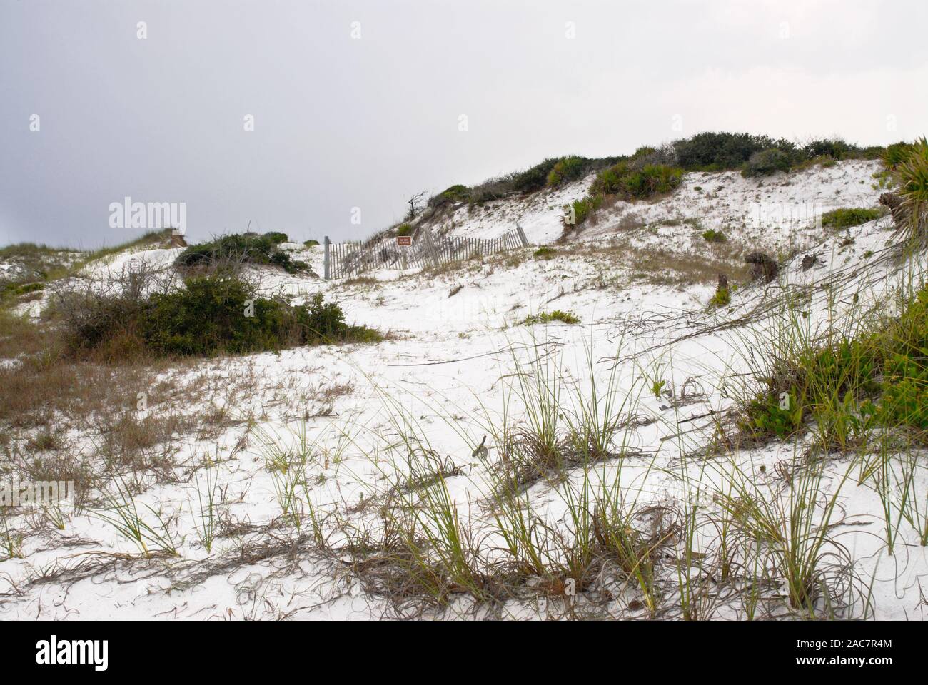 Las dunas de arena blanca protegida y hierbas de playa a la orilla del mar en el Grayton Beach State Park en Santa Rosa Beach, Florida Foto de stock