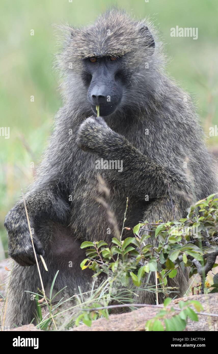 Un babuino amarillo (Papio cynocephalus) consume un tallo vegetal. Parque Nacional Serengeti, Tanzania. Foto de stock
