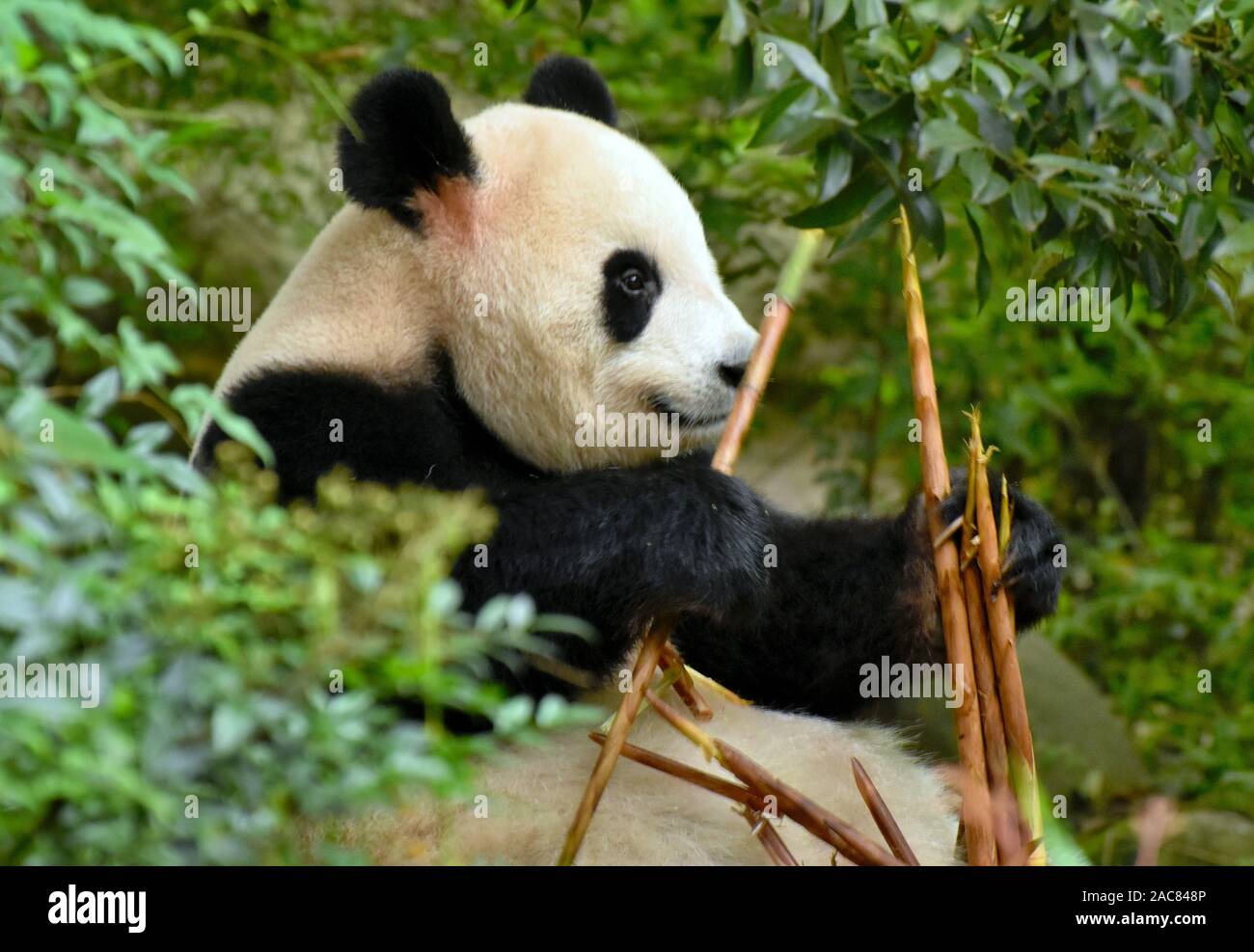 Lindo oso panda comiendo bambú en bosque, Chengdu, China Foto de stock