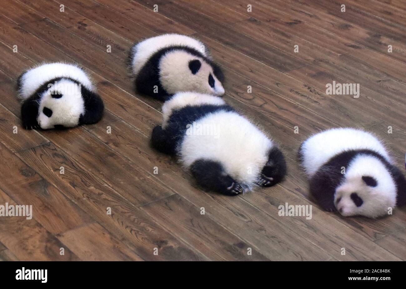 Panda recién nacido fotografías e imágenes de alta resolución - Alamy