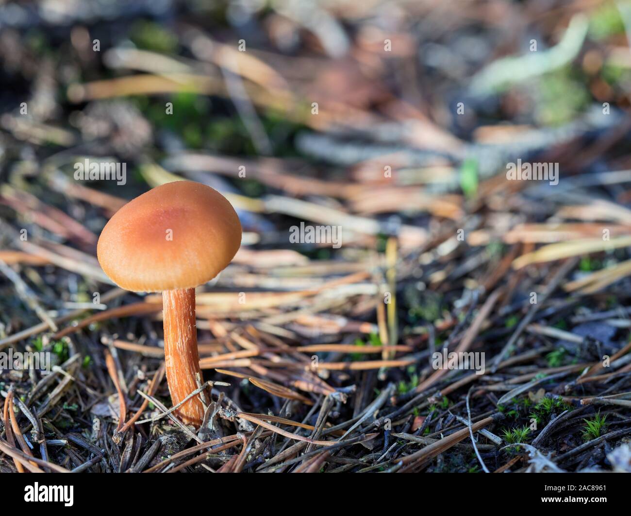 Un poco de las setas en el bosque Foto de stock