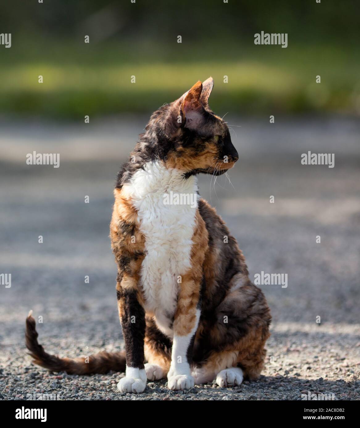 Cornish Rex color gato sentado en la grava y mirando alrededor Foto de stock