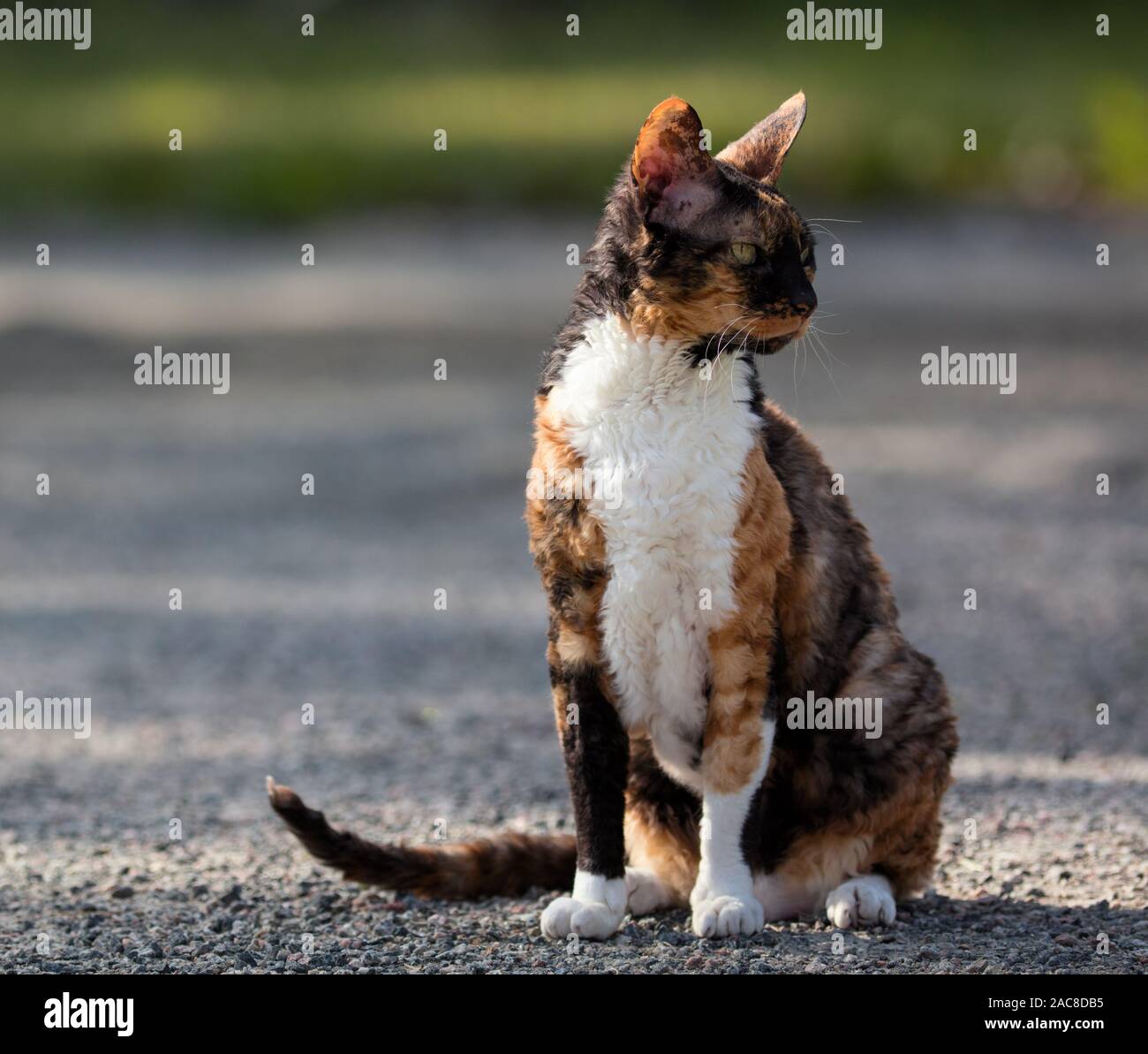 Cornish Rex color gato sentado en la grava y mirando alrededor Foto de stock