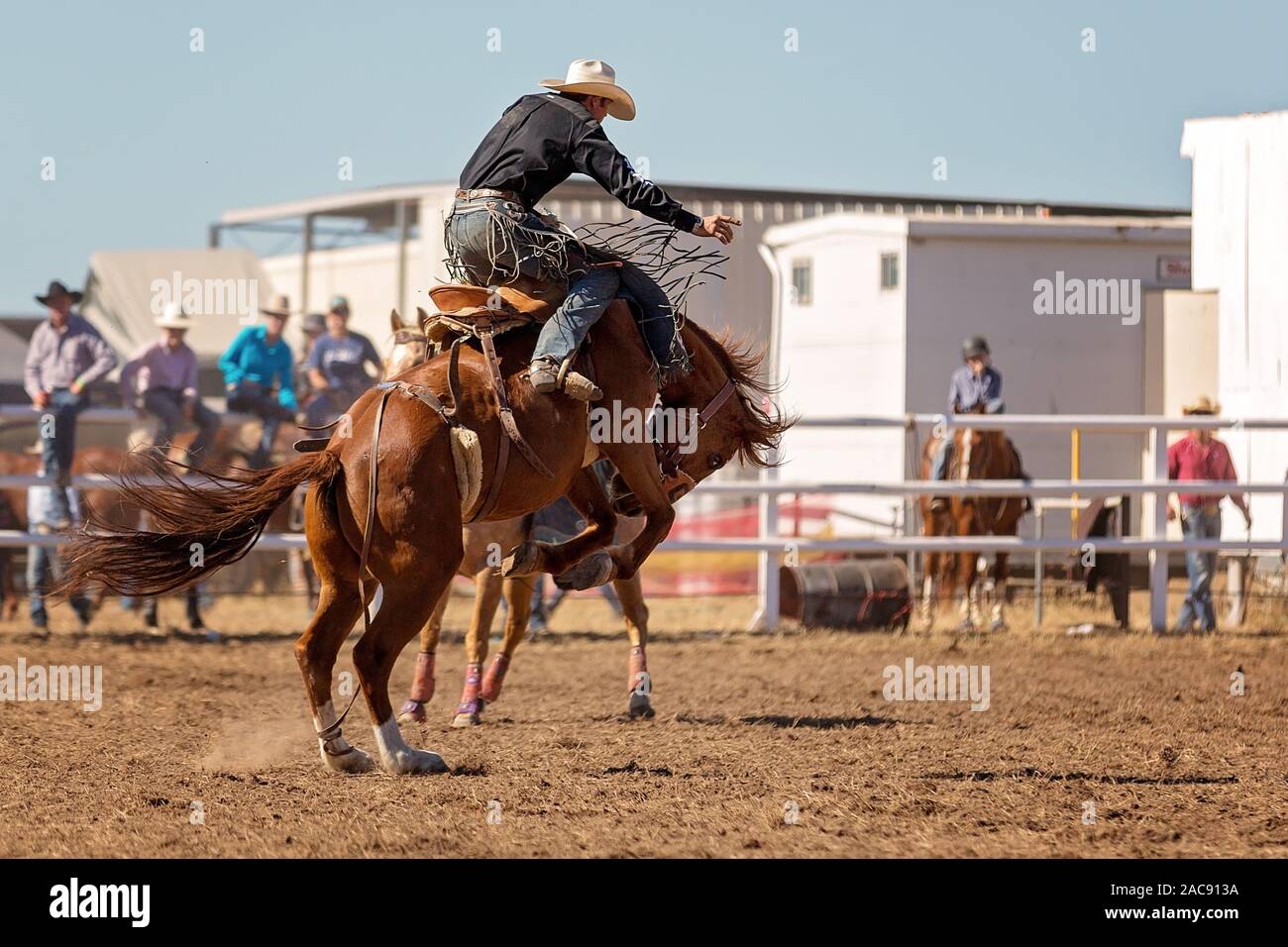 Vaquero montando un caballo bronco tirones en una competencia en un país rodeo Foto de stock