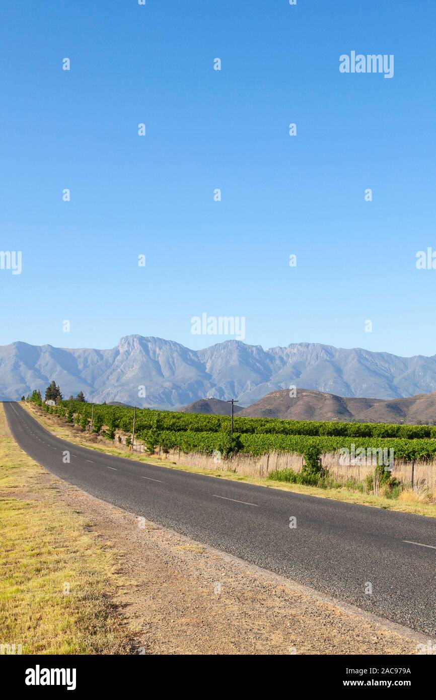 Viñedos del cabo occidental fotografías e imágenes de alta resolución