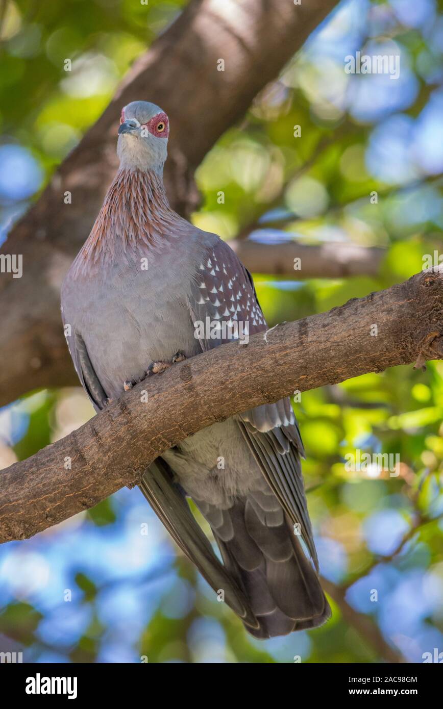 Una paloma moteado posado en una rama visto desde abajo la imagen en formato vertical Foto de stock