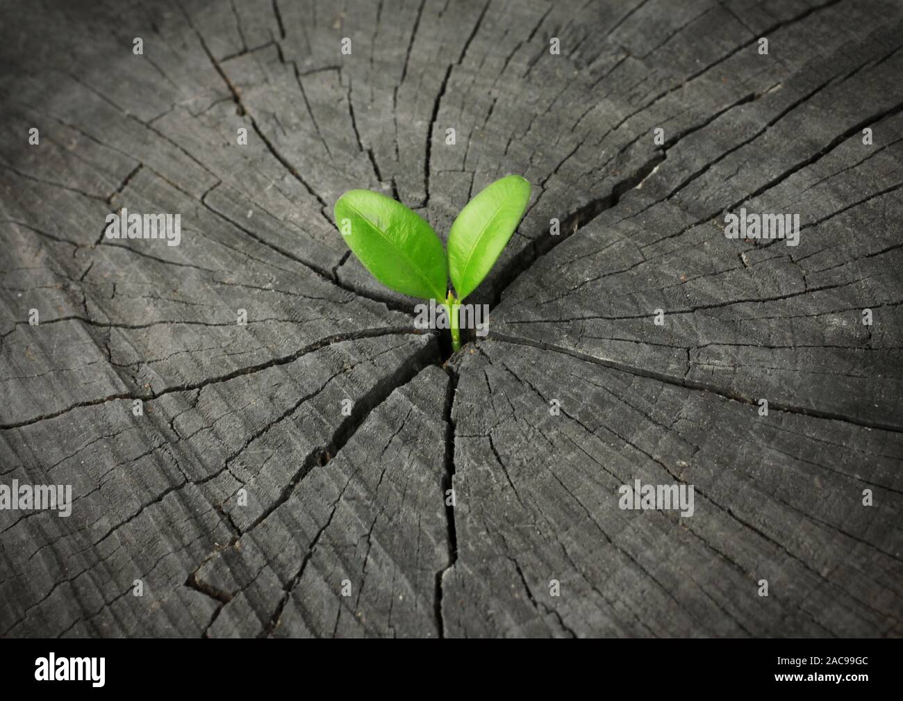 Nueva vida fotografías e imágenes de alta resolución - Alamy