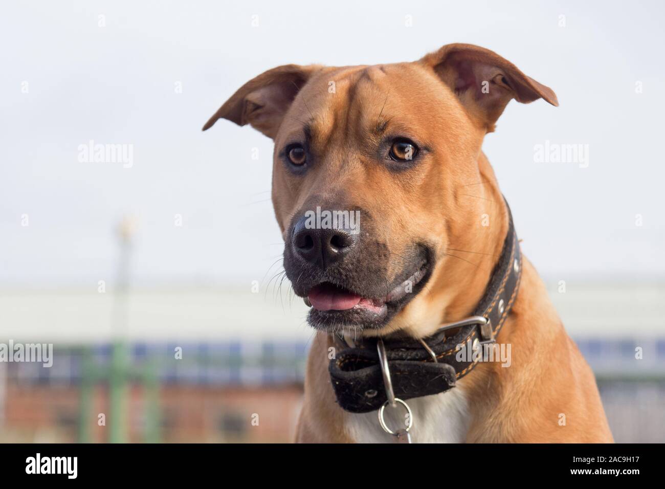 Retrato de american pit bull terrier cachorro. Cerca. Los animales de  compañía. Perro de raza pura Fotografía de stock - Alamy