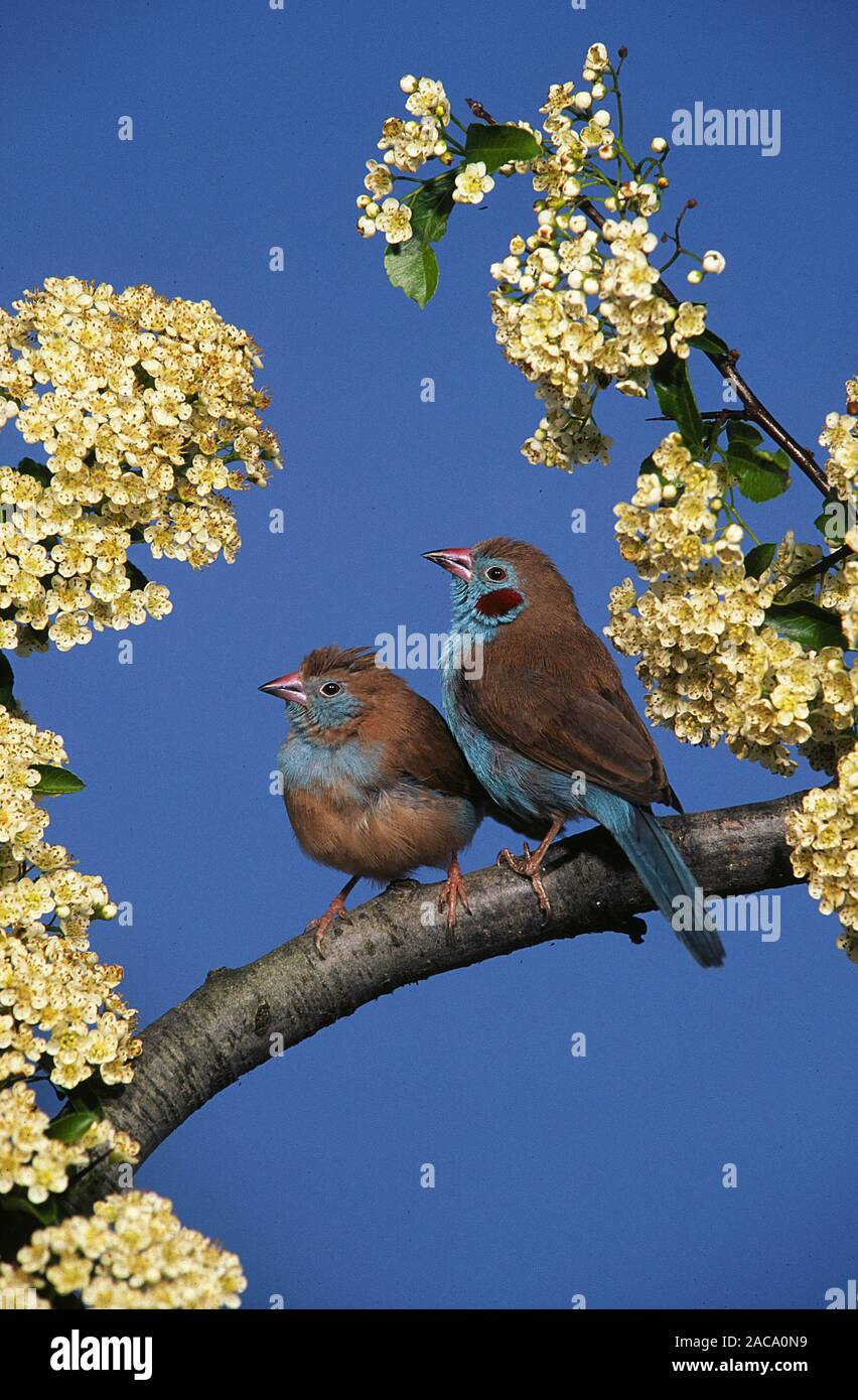 Schmetterlingastrild Schmetterlings-Astrild Uraeginthus bengalus,,,,, bengalus schmetterlingsfink Fringilla abisinio rojo-Mejilla Foto de stock
