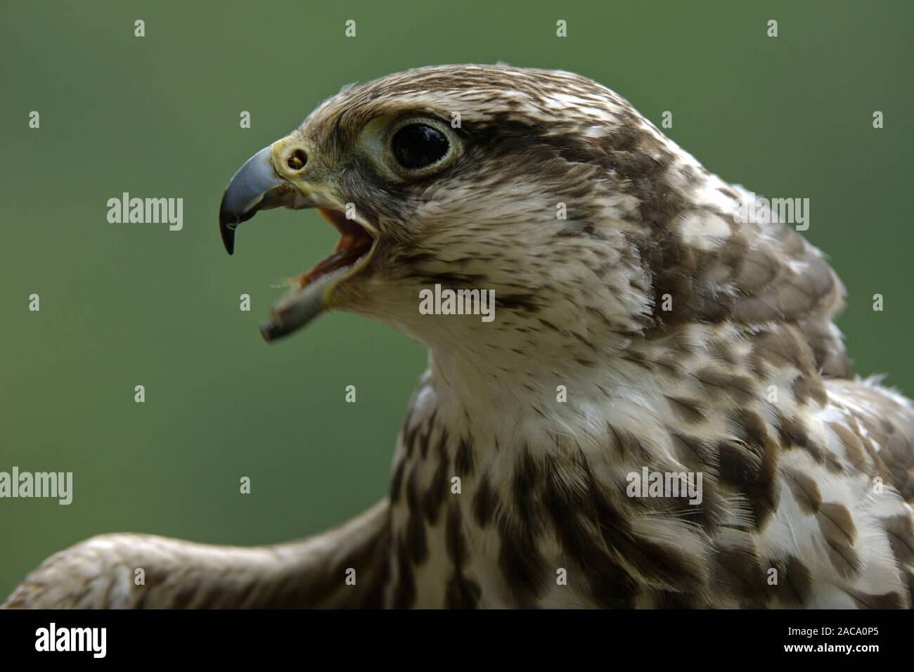 Wuergfalke, saker, sakerfalke, Falco cherrug Cherrug, el halcón sacre, el halcón sacre, halcón, serpiente Foto de stock