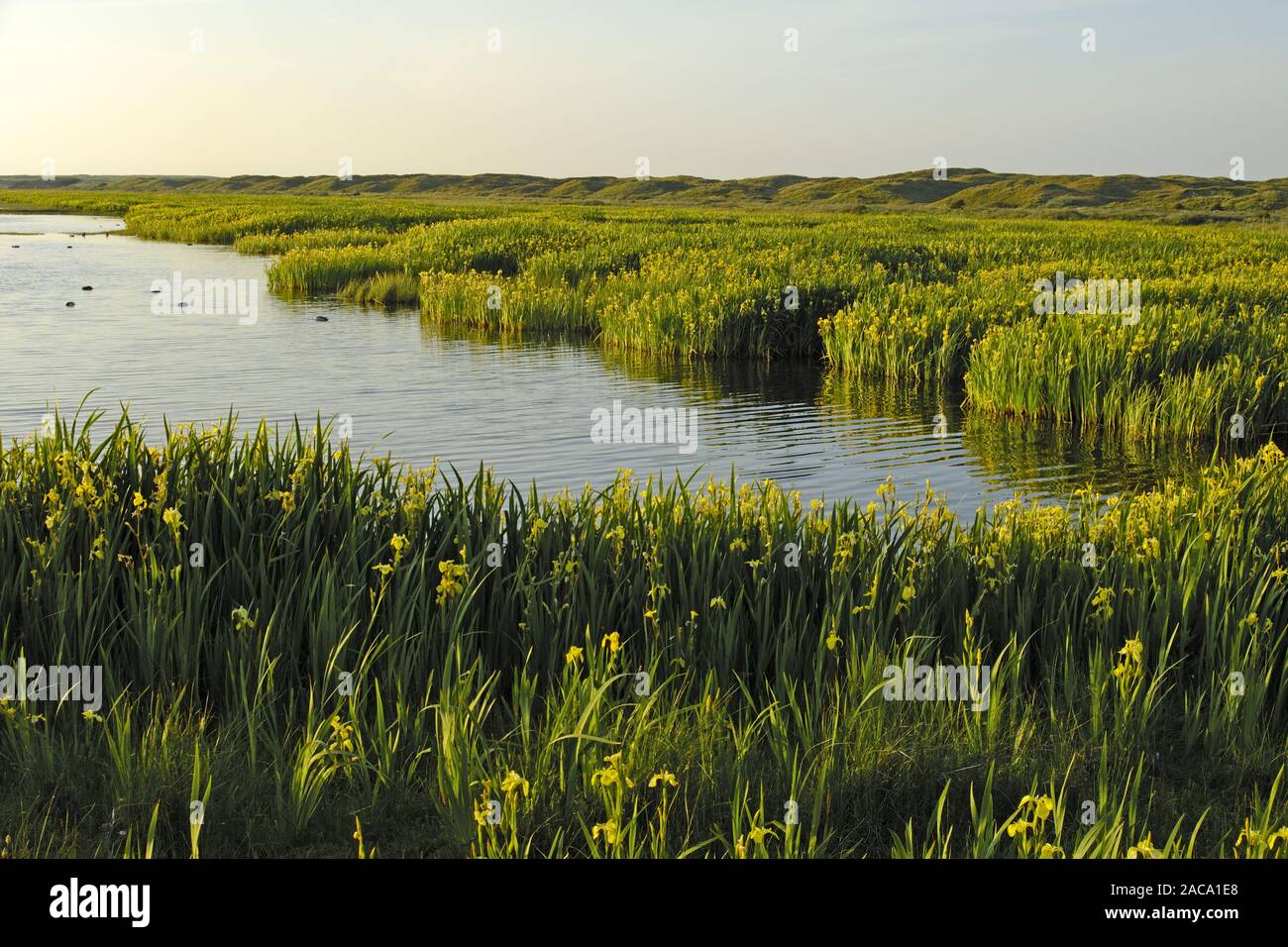 Lakeland, seenlandschaft, iris amarillo, sumpf-schwertlilie, iris pseudacorus, Texel (isla), north holland, nordholland, Europa Foto de stock