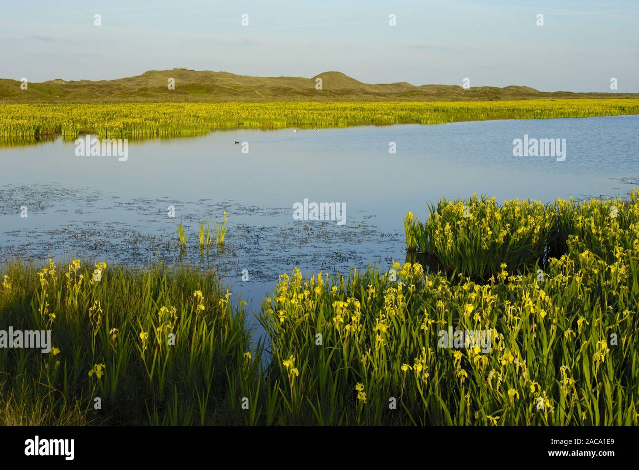 Lakeland, seenlandschaft, iris amarillo, sumpf-schwertlilie, iris pseudacorus, Texel (isla), north holland, nordholland, Europa Foto de stock