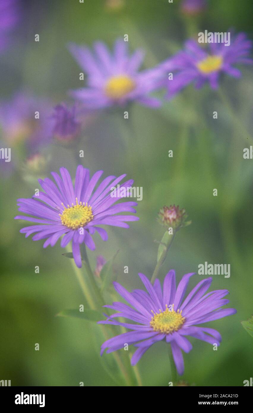 Aster, la popa, alpensternblume herbstaster alpenaster,,,aster alpinus, aster novi-belgii, blue climax Foto de stock