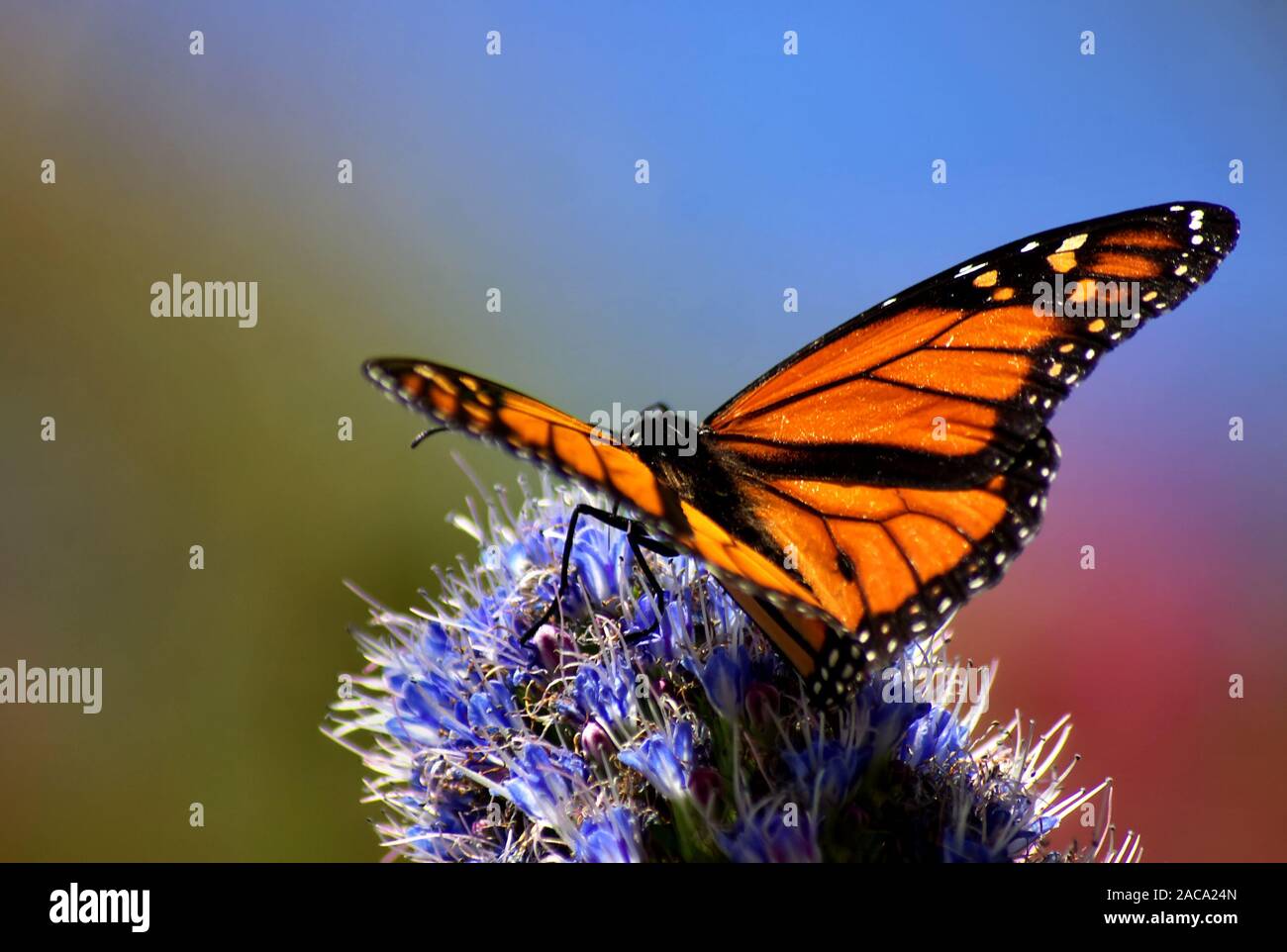 Danaus plexippus - mariposa monarca en Madeira Foto de stock