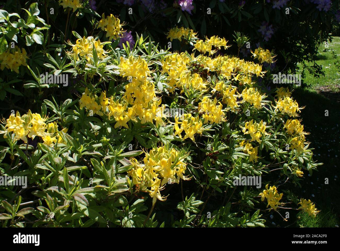 Rhododendron luteum", Amarillo Azalea Foto de stock