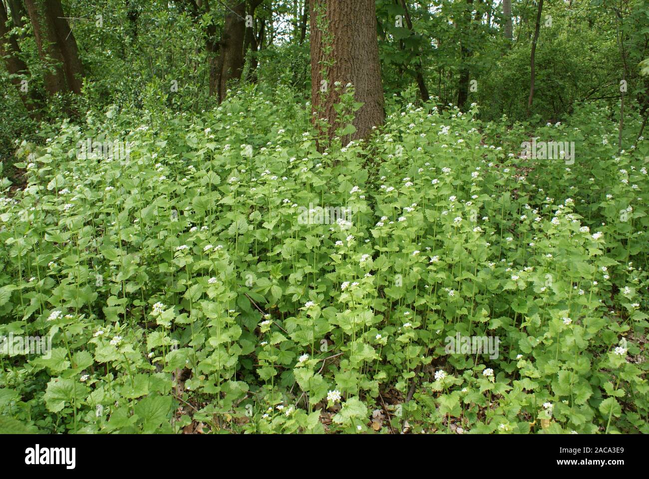 Alliaria petiolata, mostaza, ajo Knoblauchrauke Foto de stock