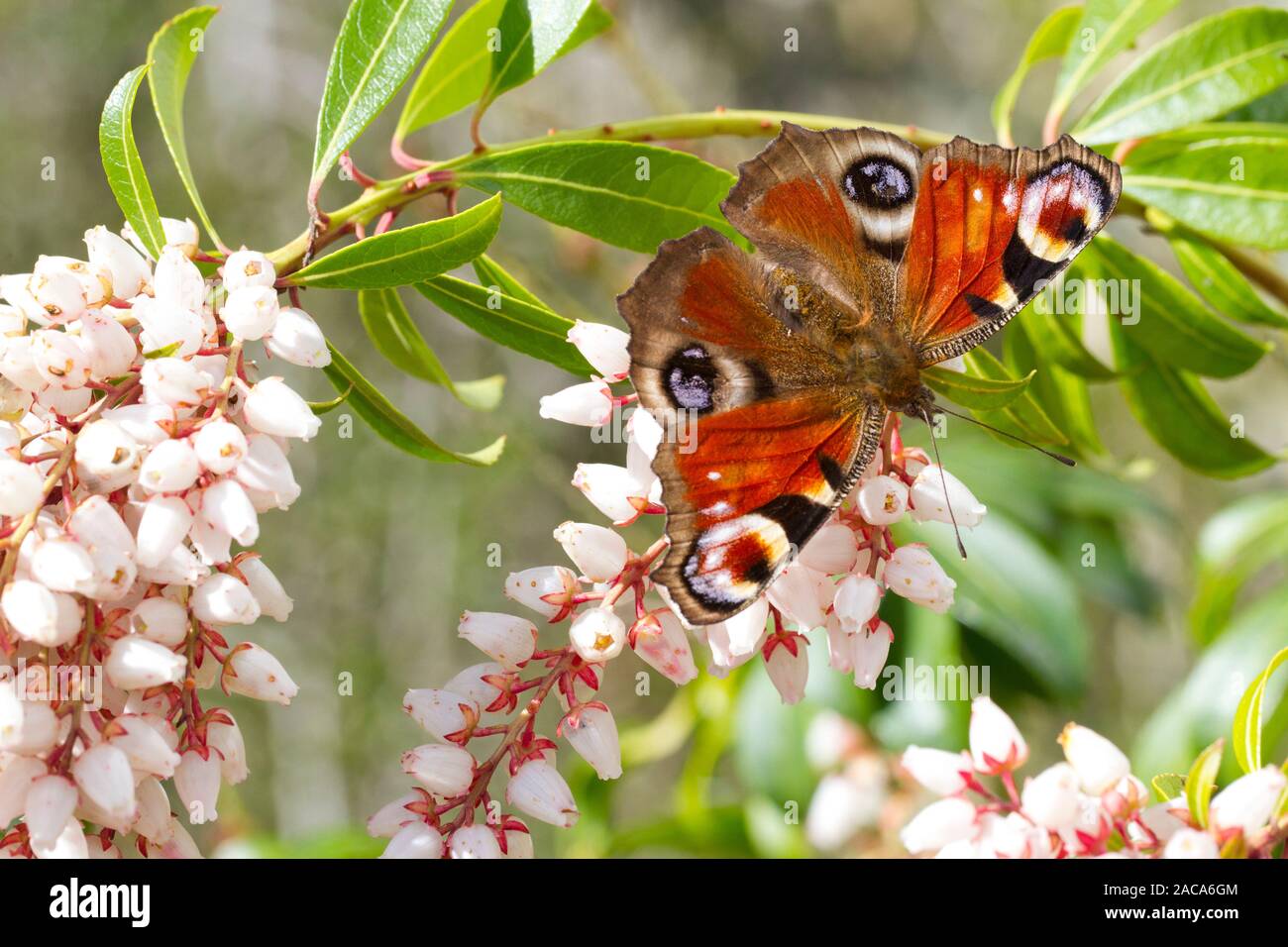 Peacock (Aglais io) mariposa adulta alimentándose de Pieris japonica flores en un jardín. Powys, Gales. De marzo. Foto de stock