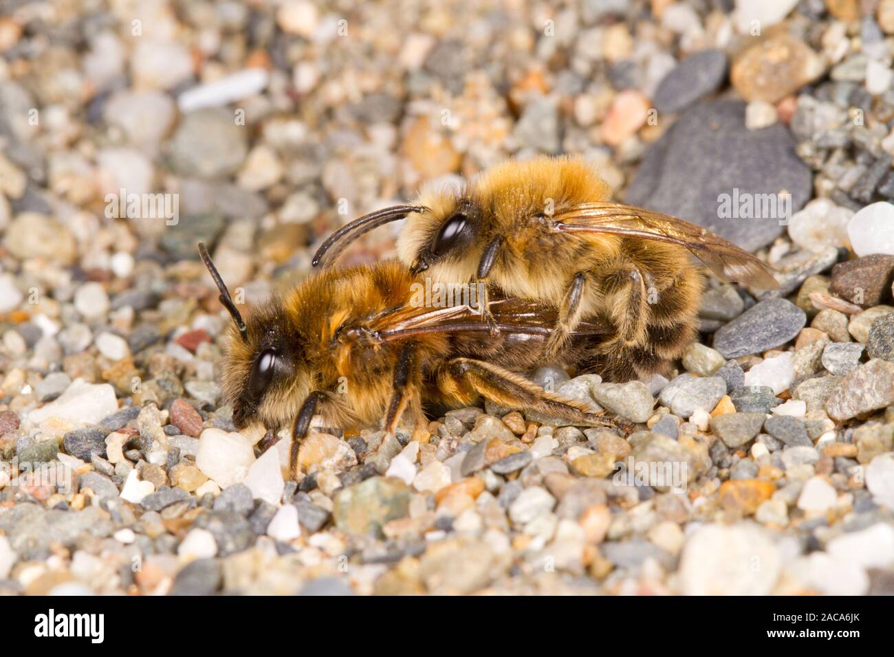 (Colletes cunicularis Colletes Vernal) abejas adultas de apareamiento. Aber Dysynni, Gwynedd, Gales. De marzo. Foto de stock