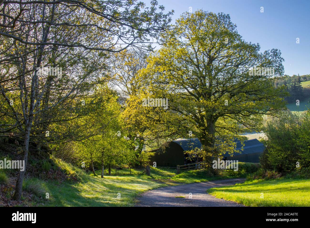 Ver granja de graneros y un roble albar (Quercus petraea) árbol en primavera. Powys, Gales. De mayo. Foto de stock