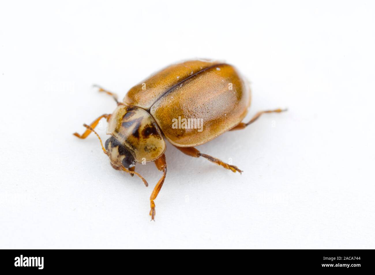 Alerce Mariquita (Aphidecta obliterata) escarabajo adulto fotografiado sobre un fondo blanco. Powys, Gales. De agosto. Foto de stock