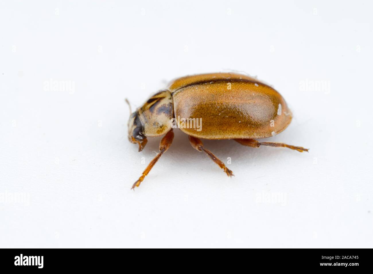 Alerce Mariquita (Aphidecta obliterata) escarabajo adulto fotografiado sobre un fondo blanco. Powys, Gales. De agosto. Foto de stock